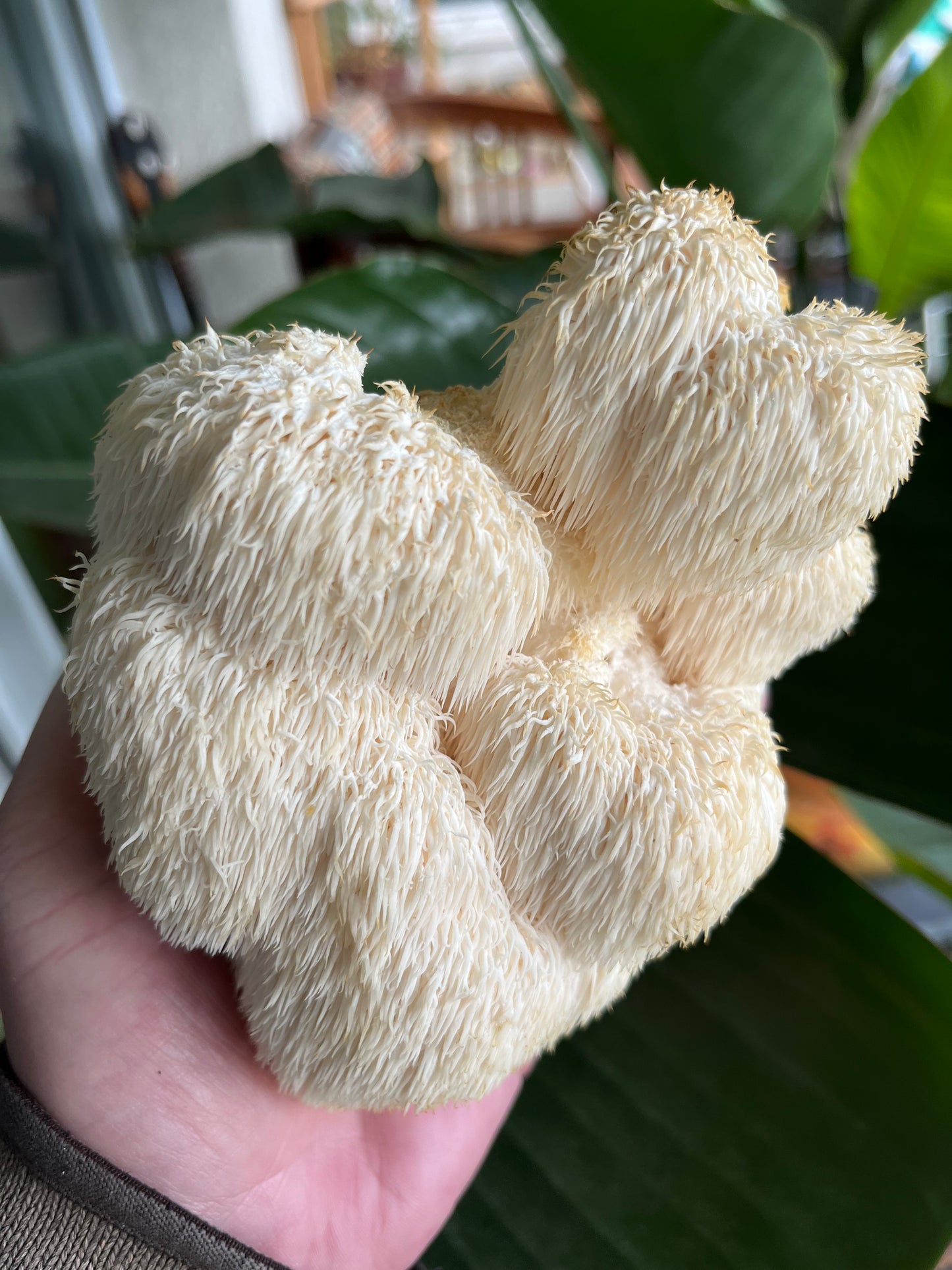 Hydne hérisson (Hericium erinaceus) Bio