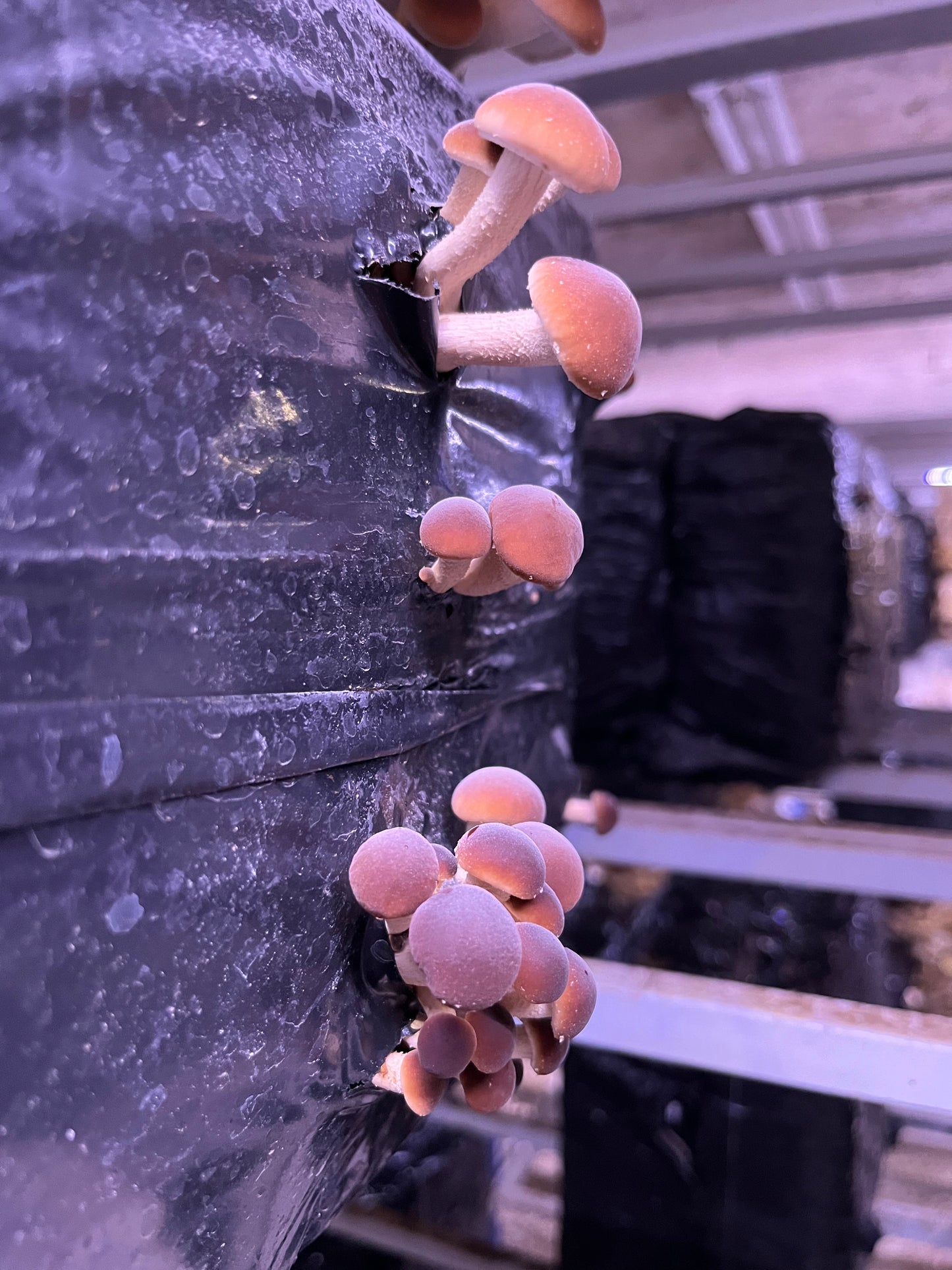 Pholiote du peuplier (Cyclocybe Aegerita) Bio