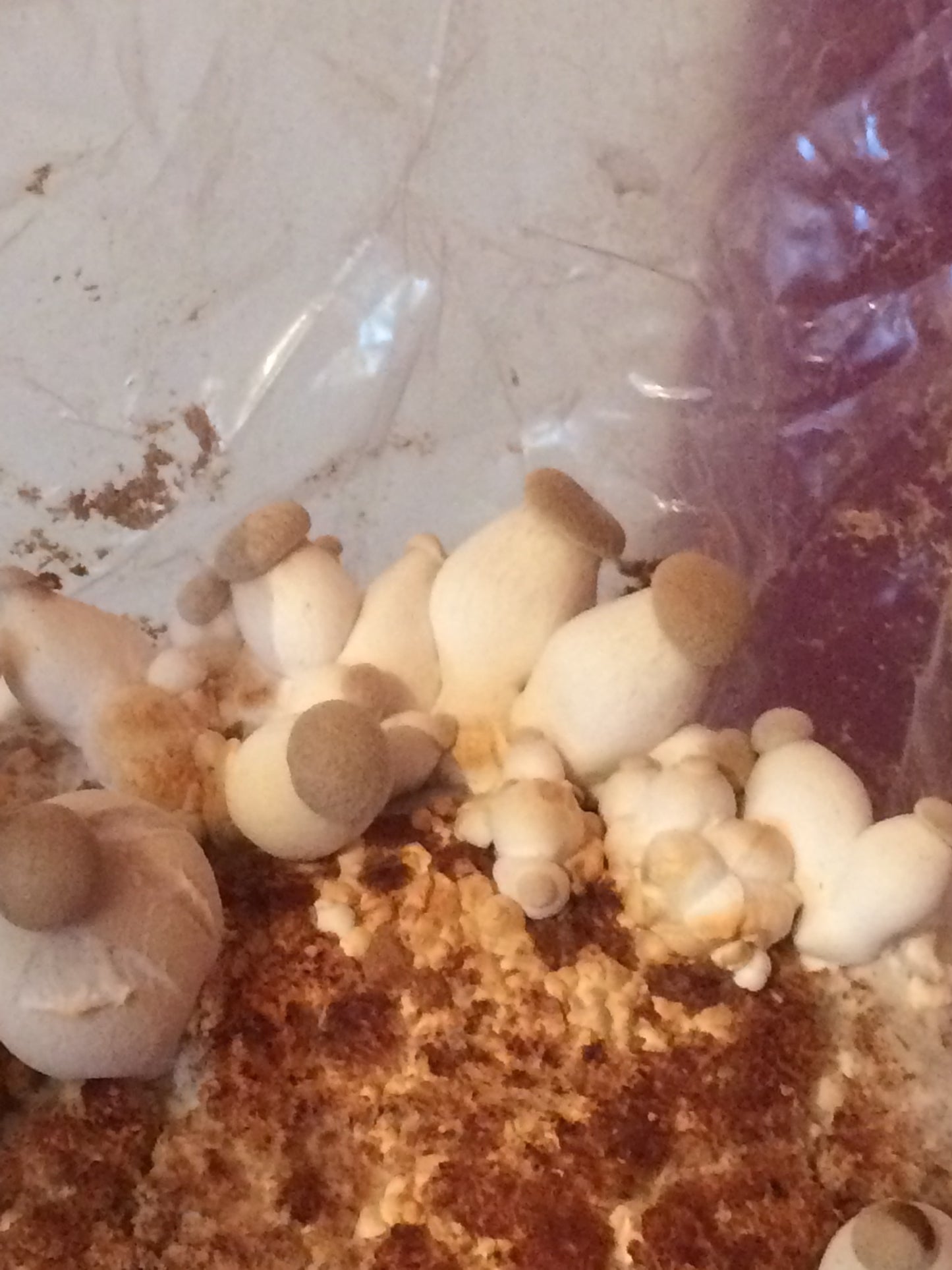 Eryngii (Pleurotus Eryngii) Bio