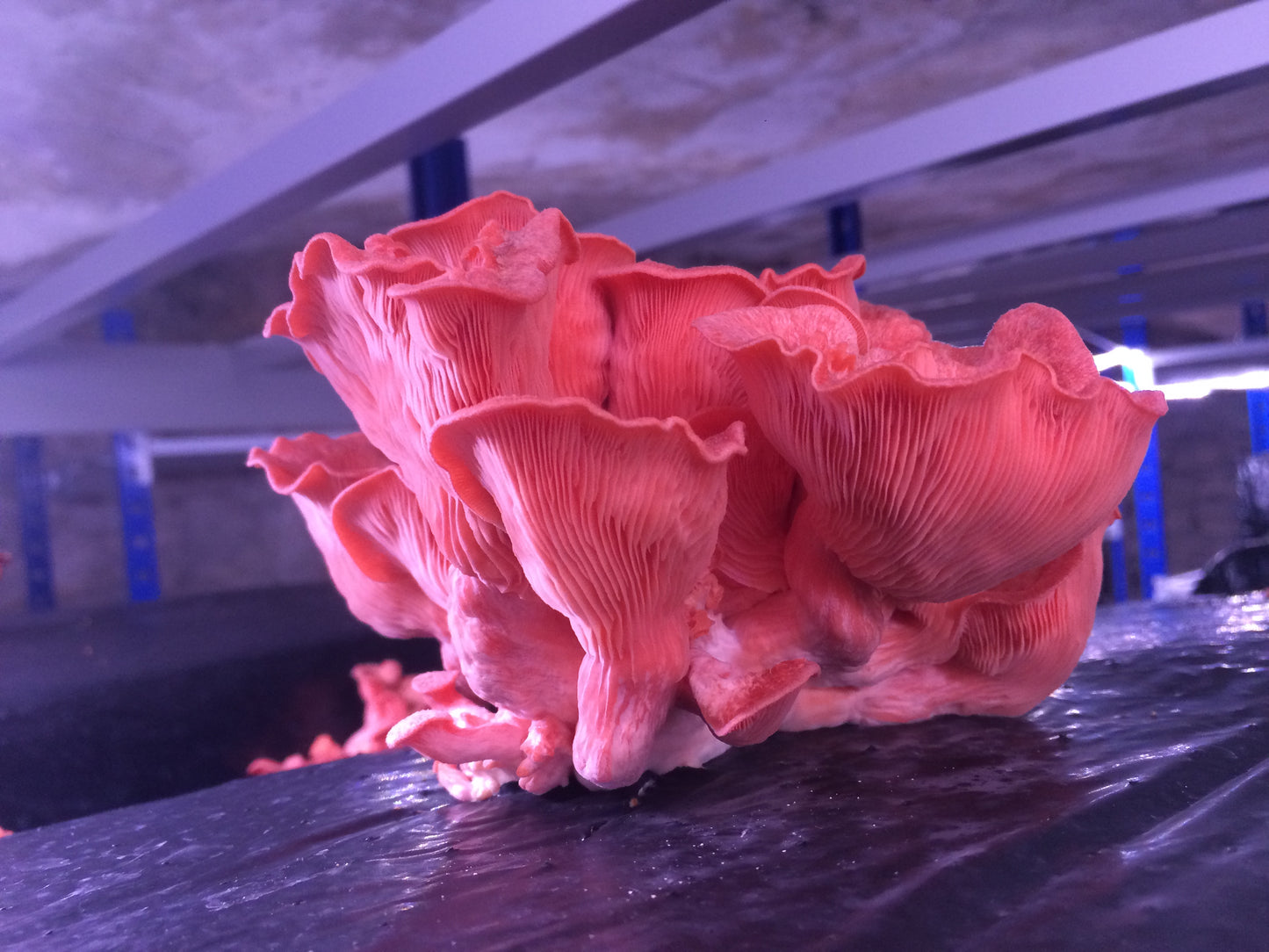 Pleurotes Roses ( Pleurotus djamor) Bio