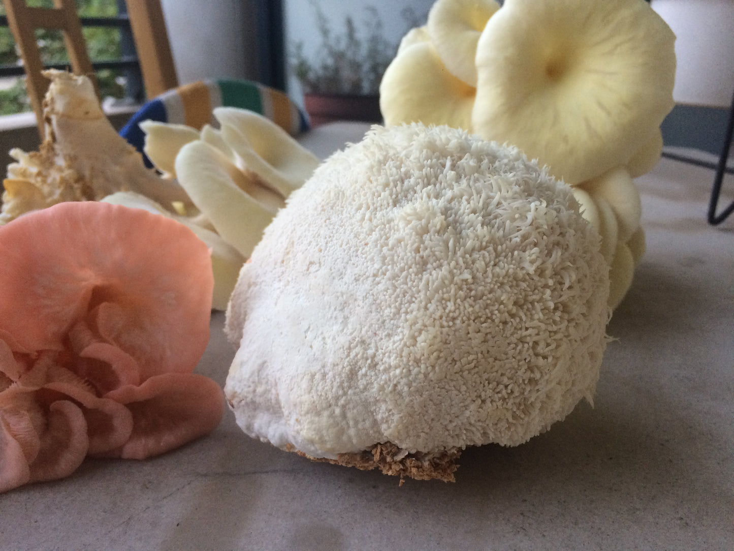 Hydne hérisson (Hericium erinaceus) Bio